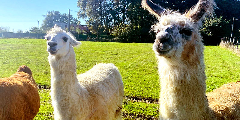 illustration de Visiter la ferme de Brandacot : des lamas en liberté au nord de Bordeaux