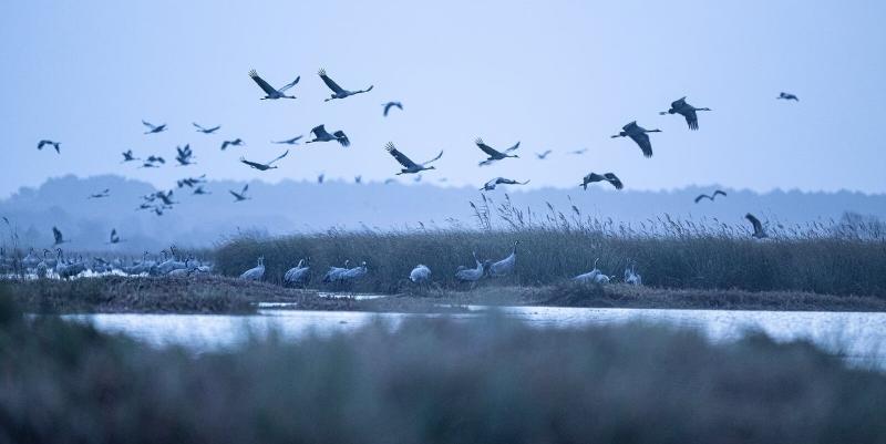 illustration de Réserve de Cousseau : immersion en Gironde pour observer les grues cendrées