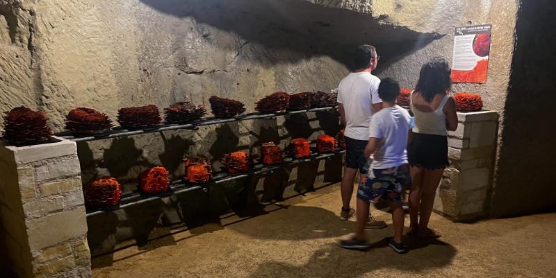À Saumur, une collection unique de champignons à découvrir sous terre
