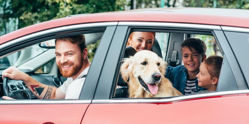 Voyager avec son animal en voiture : sécurité et conseils pratiques