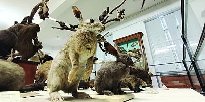 Découvrez des centaines d'animaux naturalisés et autant d'anecdotes autour des mammifères.